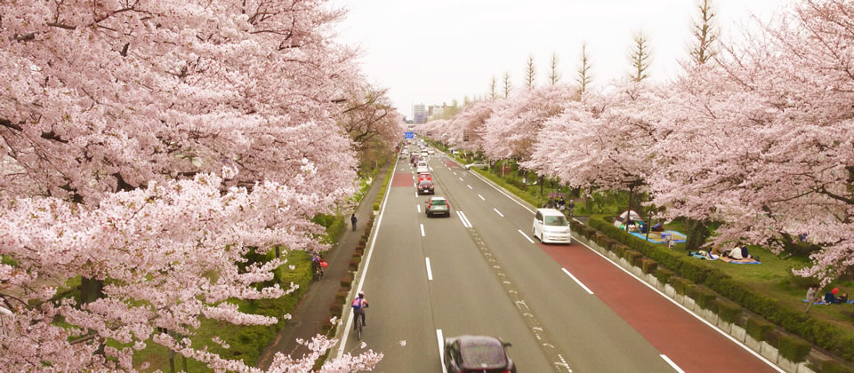 国立市の桜